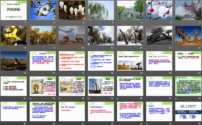《西风胡杨》PPT课件2
（2）