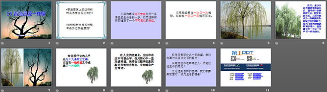 《青海高原一株柳》PPT课件2
(2)