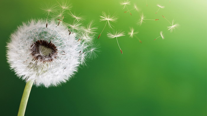 Green dandelion PPT background picture