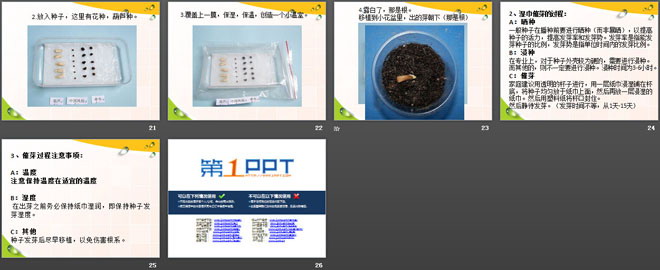 《栽种植物》植物的生长PPT课件（4）