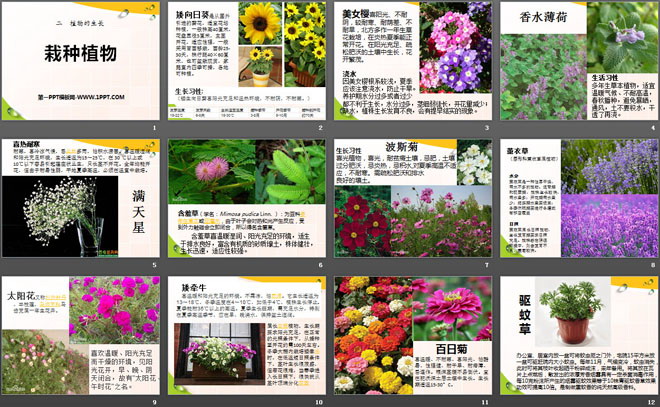 《栽种植物》植物的生长PPT课件（2）