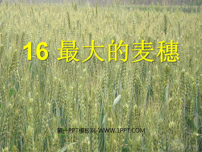 "The Biggest Ear of Wheat" PPT Courseware 4