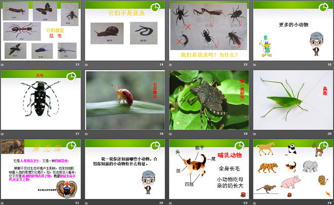 《更多的小动物》寻访校园里的动植物PPT课件2（3）
