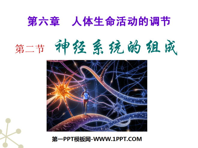 "Composition of the Nervous System" PPT courseware on the regulation of human life activities