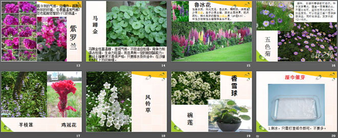 《栽种植物》植物的生长PPT课件（3）