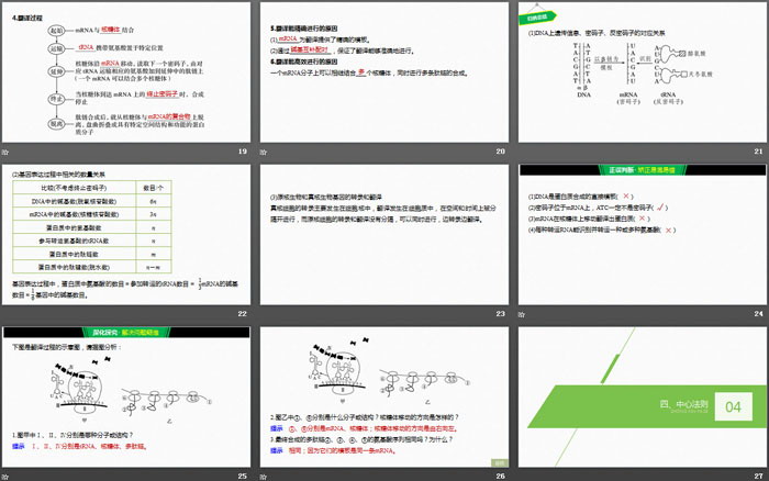 《基因指导蛋白质的合成》基因的表达PPT（4）