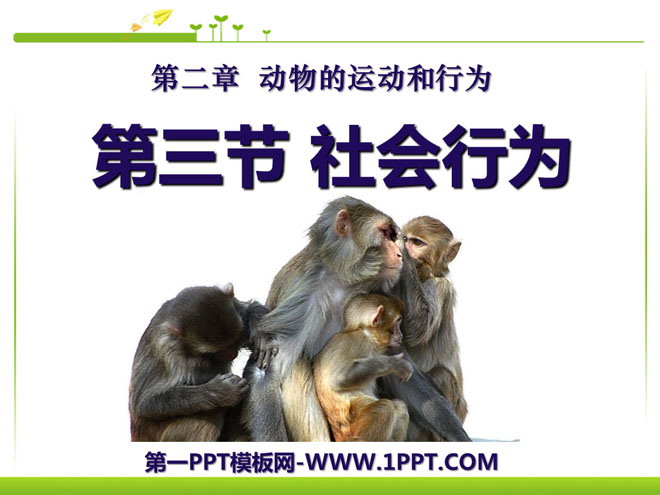 "Social Behavior" Animal Movement and Behavior PPT Courseware 4