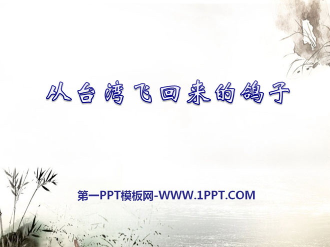 《從台灣飛回來的鴿子》PPT課程2