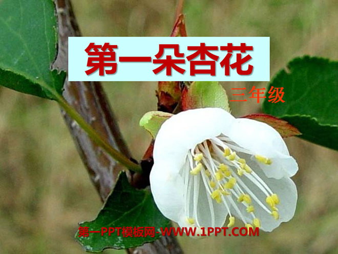 "The First Apricot Blossom" PPT Courseware 5