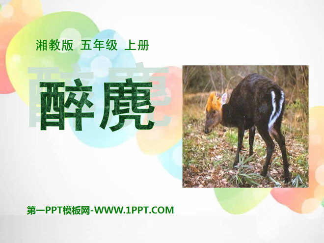 《醉麂》PPT课件3