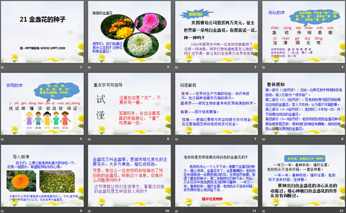 《金盏花的种子》PPT（2）