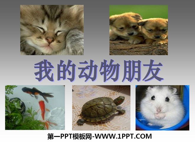 "My Animal Friends" PPT Courseware 3