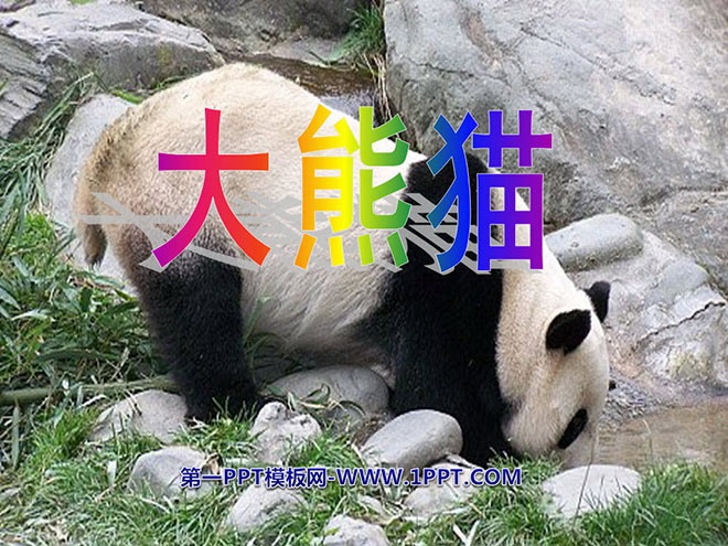 《大熊猫》PPT课件4