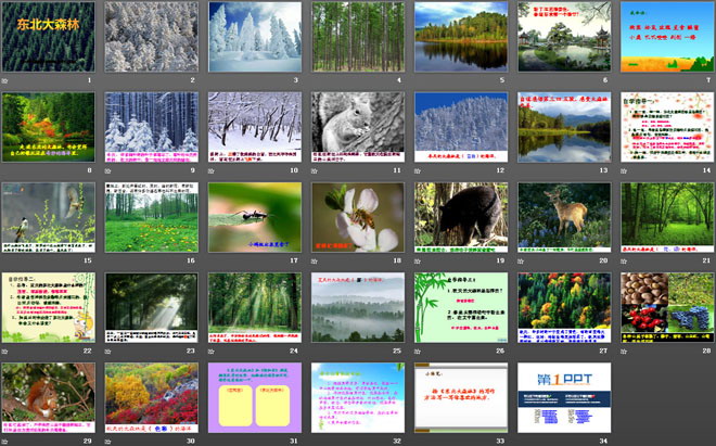《东北大森林》PPT课件
（2）
