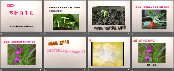 《茎叶的生长》PPT课件2（2）