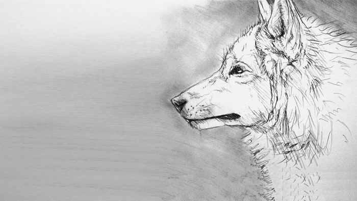 Four black and white sketches of wolf PPT background pictures