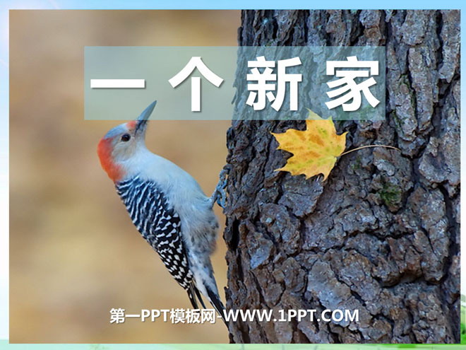 "A New Home" PPT courseware