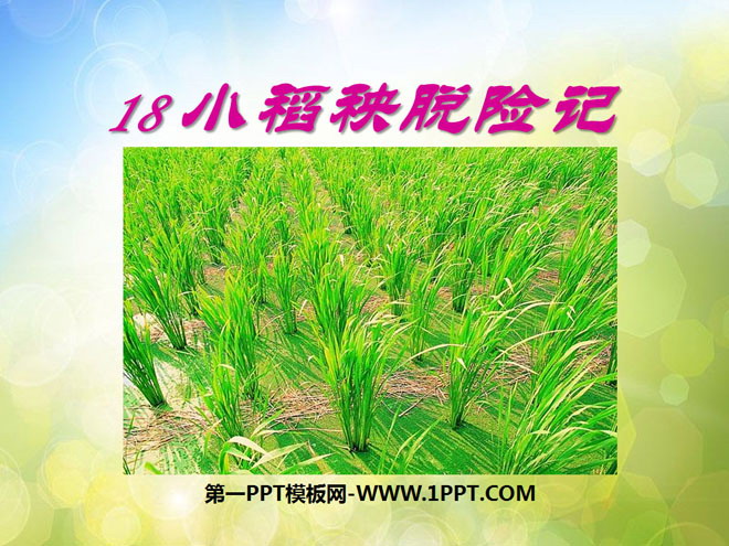 "Little Rice Seedling's Escape" PPT Courseware 3
