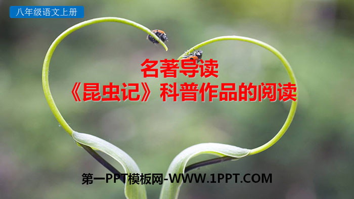 "Insect Diary" PPT download