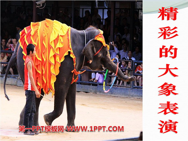 "Wonderful Elephant Performance" PPT courseware 4