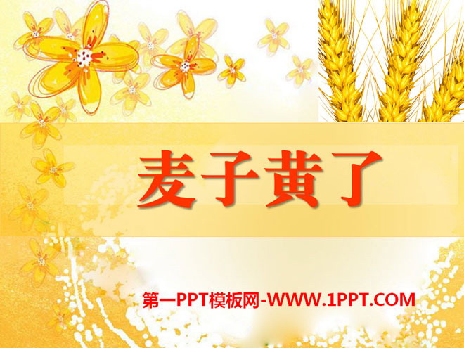 "The Wheat Has Turned Yellow" PPT Courseware 2