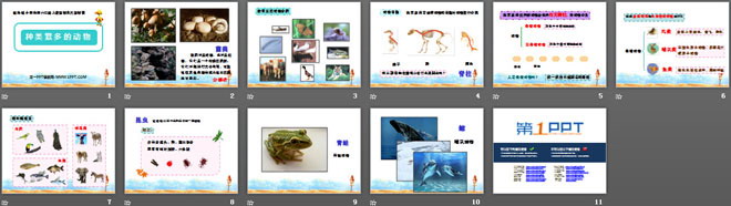 《种类繁多的动物》生物的多样性PPT课件2（2）
