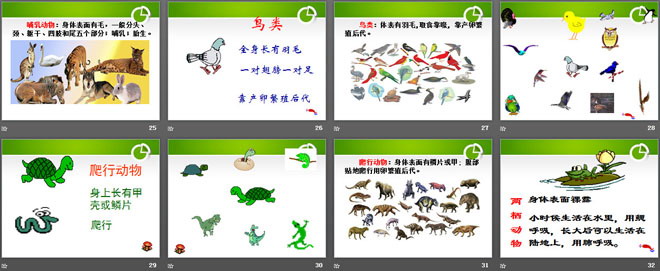 《更多的小动物》寻访校园里的动植物PPT课件2（4）