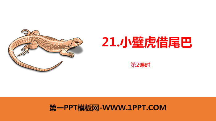 "Little Gecko Borrows Its Tail" PPT courseware (Lesson 2)