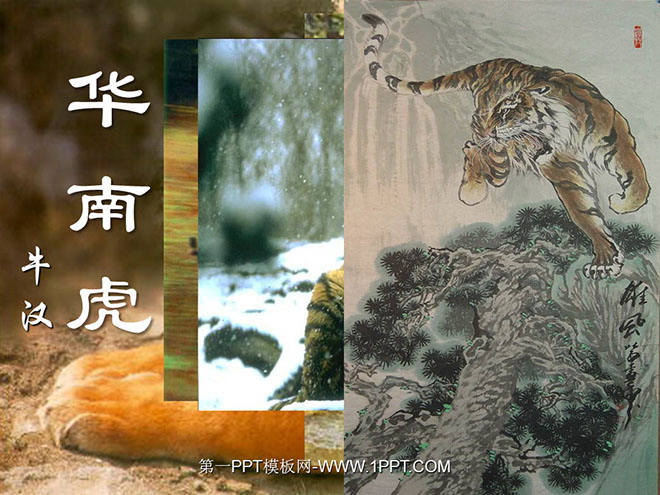 "South China Tiger" PPT courseware