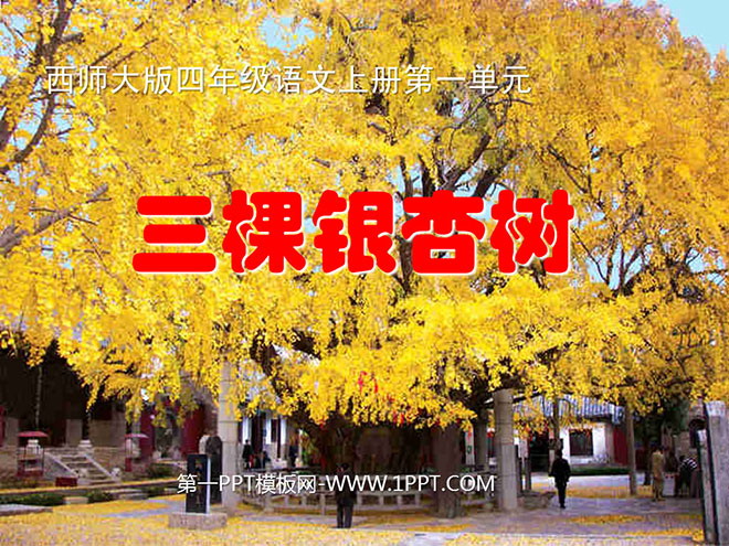 "Three Ginkgo Trees" PPT courseware 3