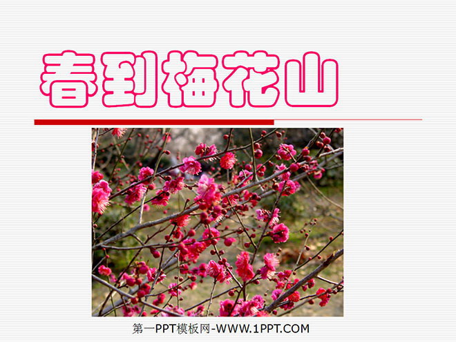 "Spring Arrives at Plum Blossom Mountain" PPT Courseware 2