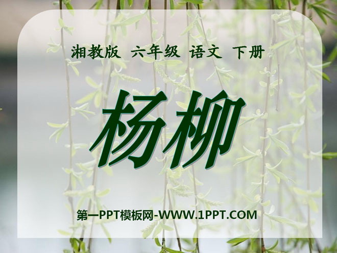 《杨柳》PPT课件