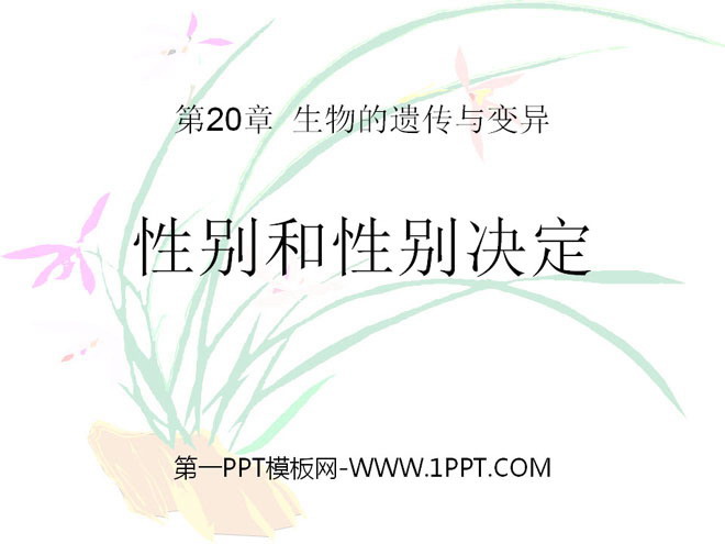 《性别和性别决定》PPT