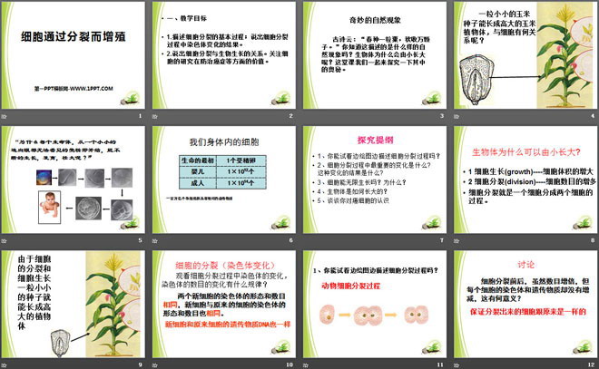 《细胞通过分裂而增殖》PPT（2）