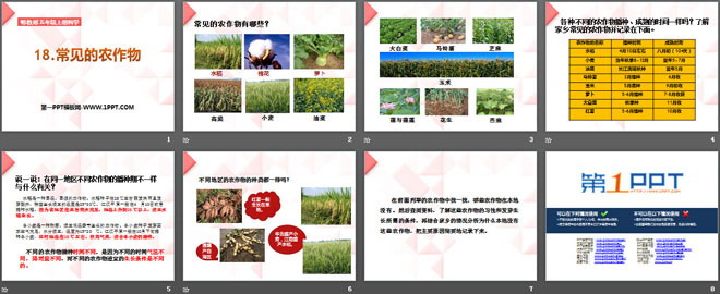 《常见的农作物》农田PPT课件
（2）