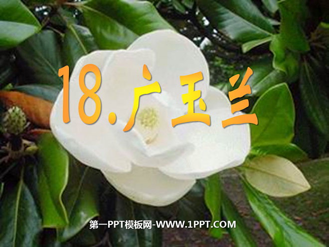 "Magnolia Guang" PPT courseware 5