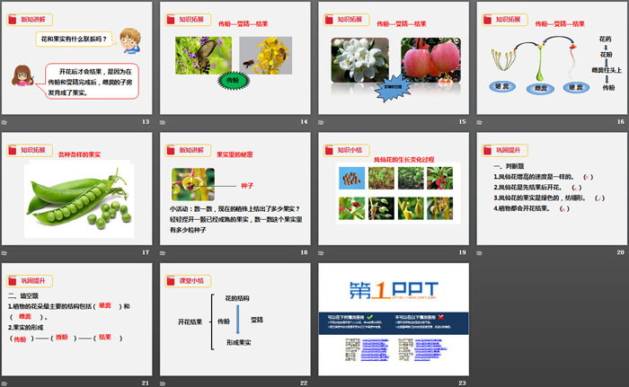 《开花了，结果了》植物的生长变化PPT下载（3）