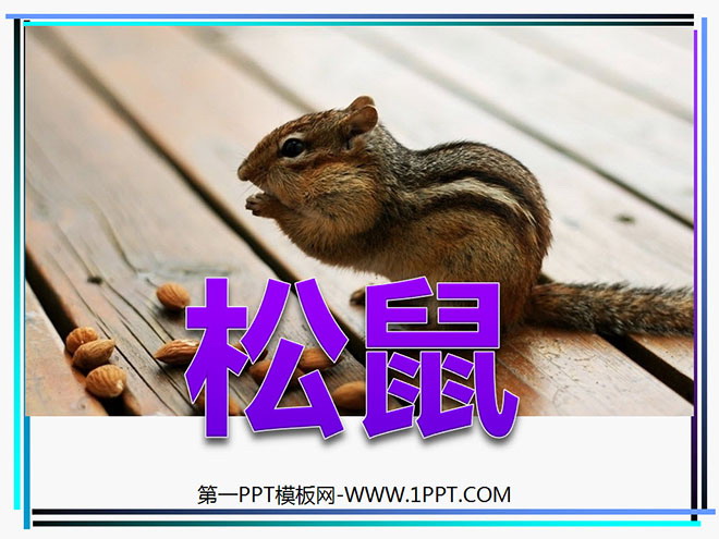"Squirrel" PPT courseware download 7
