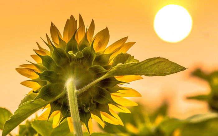 8 sunflower meadow flowers PPT background pictures