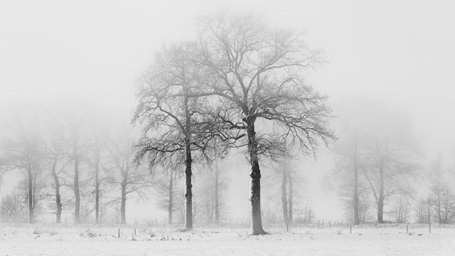 冬天的樹木PPT背景圖片