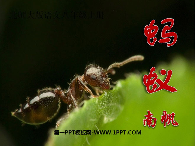 "Ants" PPT courseware
