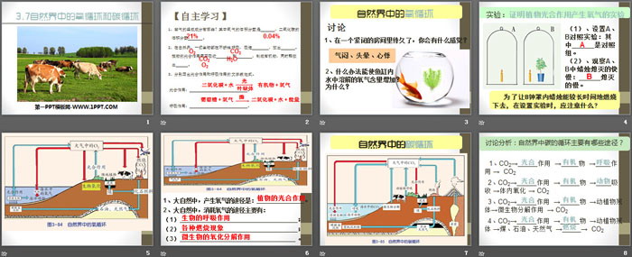 《自然界中的氧循环和碳循环》PPT（2）