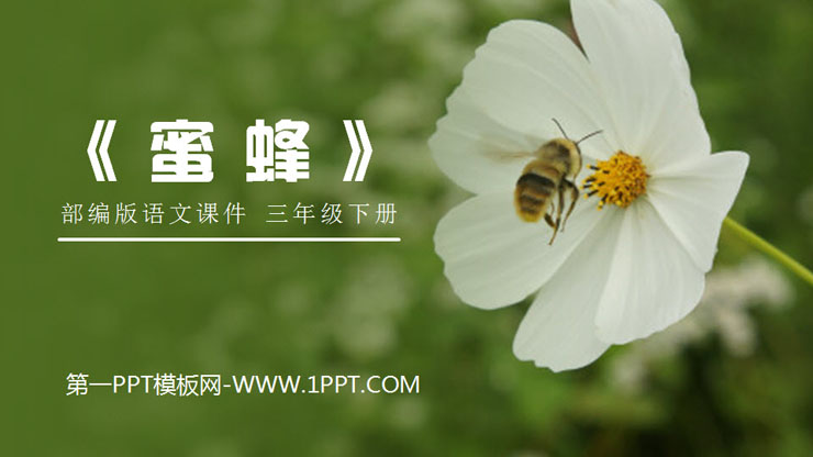 "Bee" PPT courseware download
