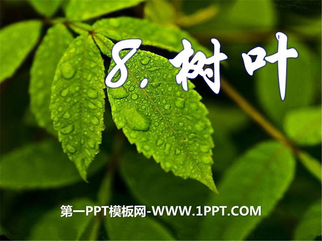 "Leaves" PPT courseware