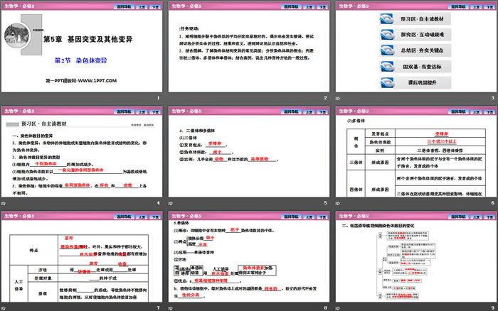 《染色体变异》基因突变及其他变异PPT下载（2）