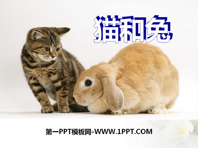 《猫和兔》PPT课件