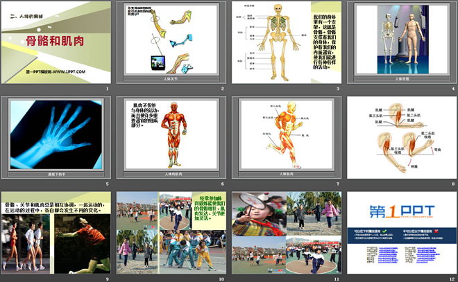 《骨骼和肌肉》人体的奥秘PPT课件（2）