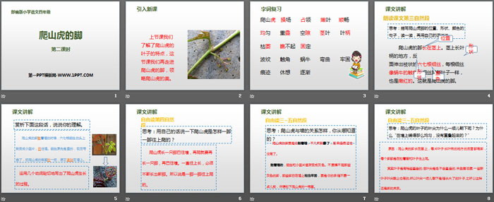 《爬山虎的脚》第二课时PPT课件
（2）