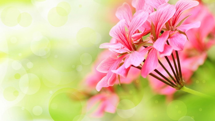 Fresh flowers PPT background picture