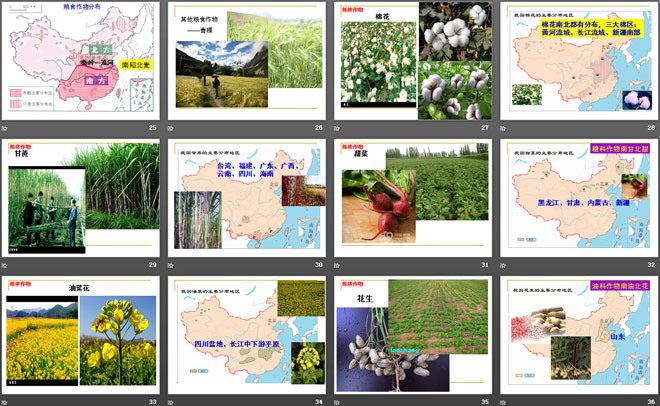 《农业的分布》PPT（4）